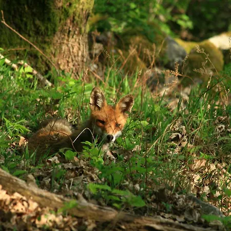 Restaurant La Cigogne מלון מונסטר