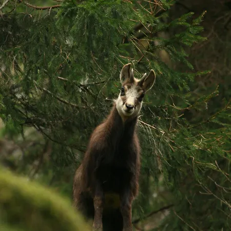 Restaurant La Cigogne Hotel 3*